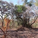Boscia mossambicensis Hábito