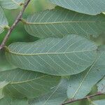 Bridelia cathartica Hoja