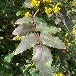 Berberis pinnata 叶