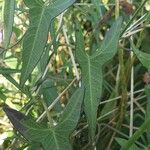 Ipomoea sagittata পাতা