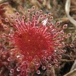 Drosera rotundifolia 花