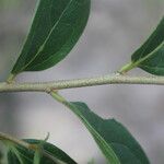 Diospyros acapulcensis Blad
