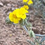 Helianthemum syriacum花