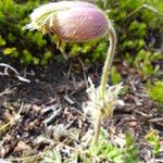 Anemone vernalis Virág