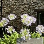 Agapanthus campanulatus Fiore