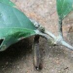 Rothmannia talbotii Fruit