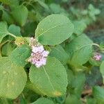 Lantana involucrata Žiedas