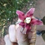 Araujia angustifolia Kwiat