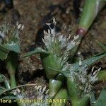Crypsis schoenoides Floare