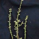 Baccharis crispa 葉