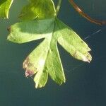 Crataegus monogyna Leaf