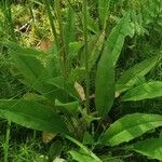 Hieracium lachenalii Blad