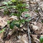 Lycopodium dendroideum Blatt