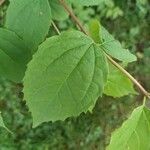 Philadelphus coronarius Leaf