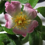 Rosa stylosa Blüte