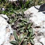Viola corsica List