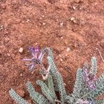 Astragalus mollissimus Fiore