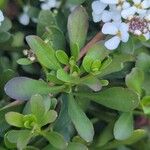 Iberis semperflorens Yaprak
