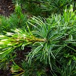 Pinus parviflora Hostoa