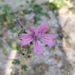 Malva sylvestrisFlower