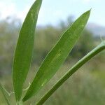 Lathyrus hirsutus Leaf