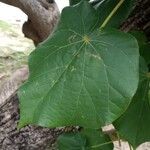 Talipariti tiliaceum Leaf