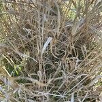 Elymus virginicus Blatt