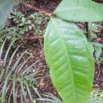 Eugenia coffeifolia Листок