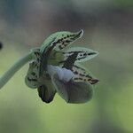 Dendrobium bifalce Flower
