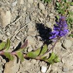 Veronica allionii Feuille