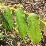 Grewia monticola Leaf