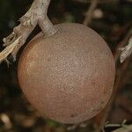 Couroupita guianensis Ffrwyth