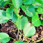 Ipomoea pes-caprae Leaf