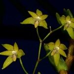 Dendrobium crassicaule Virág