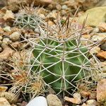 Echinocereus triglochidiatus Habitat