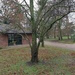 Cercidiphyllum japonicum Habit