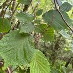 Corylus avellanaFuelha