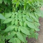 Dahlia imperialis Levél