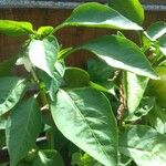 Capsicum annuum Blad