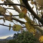 Betula utilis Leaf