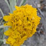 Eriophyllum confertiflorum Blüte