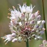 Allium suaveolens ফুল