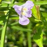 Mimulus alatus Virág