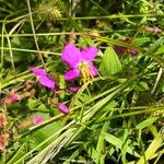 Rhexia virginica Blodyn