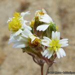 Syntrichopappus lemmonii Flower