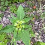 Euphorbia davidii Leaf