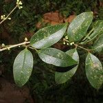 Eugenia costaricensis Ліст