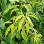 Quercus myrsinifolia Folha