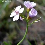 Cardamine crassifolia Other