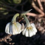 Edgeworthia tomentosa Fleur